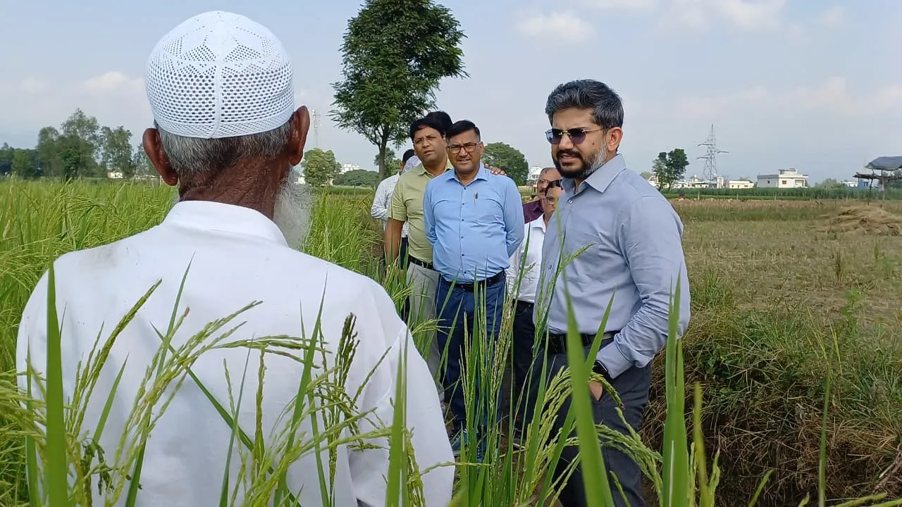 खेतों में लहलहाई दून बासमती की फसल: किसानों की बढ़ीं उम्मीदें, सीडीओ अभिनव शाह ने किया निरीक्षण