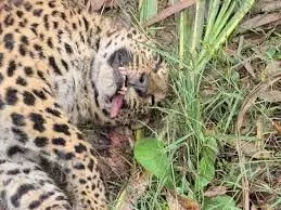 Uttarakhand: मादा तेंदुए का शव मिलने से इलाके में दहशत