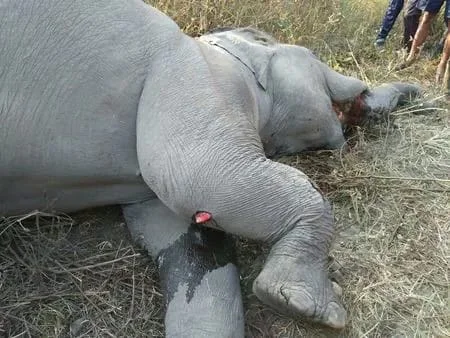 रेलवे ट्रैक पर दर्दनाक हादसा: सेंसर फेल, 15 घंटे तक दलदल में फंसा रहा हाथी, वन विभाग की कोशिशें नाकाम