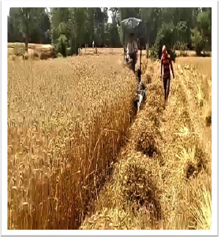 आधुनिक कृषि यंत्रों ने बदली किसान बेनी सिंह की तकदीर: रीपर कम बाइन्डर बना अतिरिक्त आय और समय बचत का मजबूत माध्यम